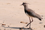 Southern Lapwing