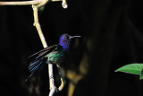  Swallow-tailed Hummingbird