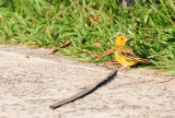  Saffron Finch.