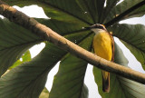 Lesser Kiskadee