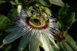 Passion Flower  ( Passiflora incarnata )