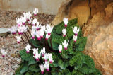 Cyclamen