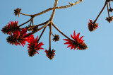 Coral tree  ( Erythrina )