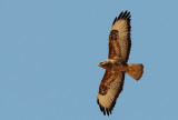 Common Buzzard ( Buteo buteo )