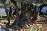 Garden of Olives - Gethsemane