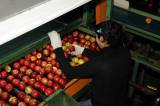 Apple packing plant