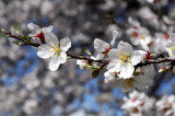 Almond tree blossom  ( Amygdalus communis )