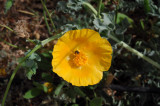 Yellow hornpoppy or yellow horned poppy   ( Glaucium flavum )