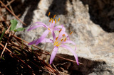   Steven's Meadow saffron ( Colchicum stevenii )
