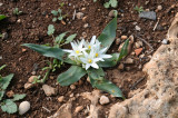 Desert bulb  ( Androcymbium palaestinum )