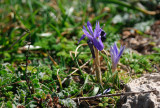 Iris   (Iris sisyrinchium)