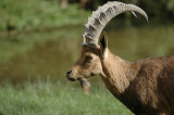 Ibex ( Capra ibex nubiana )