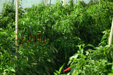 Chilli peppers plantation