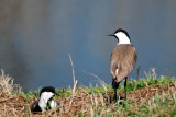 Spur-winged Lapwing  ( Hoplopterus spinosus )