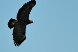 Spotted Eagle ( Aquila clanga )