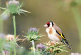 Goldfinch  ( Carduelis carduelis )