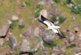 Egyptian Vulture ( Neophron percnopterus )