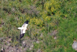 Egyptian Vulture ( Neophron percnopterus )