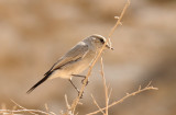 Blackstart  ( Cercomela melanura )