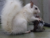 _MG_4762 White Squirrel Eating Dead Bird