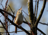 _MG_4849 Carolina wren singing his heart out. - Listen