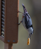 _MG_4893 Nuthatch