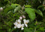 P4233310 So far so good - Apple Blossoms