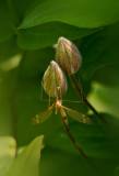 P5213924 Insect on Clematis Bud