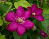 P5264648 Clematis