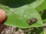 DSCF7672 Little Spider on Blueberry Leaf