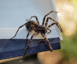 P6214137 Same spider, different camera - Dolomedes tenebrosus