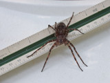 DSCF7788 Dolomedes tenebrosus - a fishing spider
