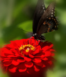 _MG_5843 Butterfly on Zinnia