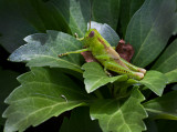 _MG_2337 Grasshopper on Pachysandra