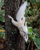 _MG_6216 Squirrel Hybrid - ISO 3200