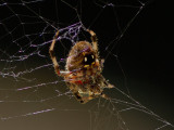 _MG_6574 Spider
