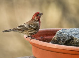 _MG_7184 House Finch Male