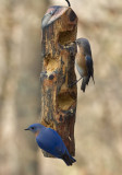 _MG_7182 Mr and Mrs Bluebird