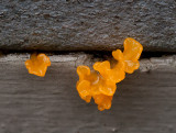 I Think Its Orange Witches Butter