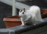 P1020246 Rainy Day Squirrel 3200