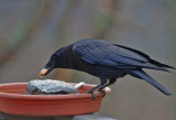 _MG_7380 Crows are fastidious eaters