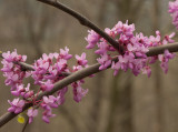 P1030442 Red Bud Tree Blossoms