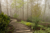 P1030706 Steps in the Morning Fog