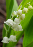 P4065847 Lily of the Valley