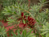 P1030950 Bottle Brush Blossom