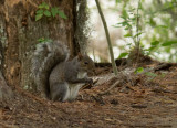 P1040470 Squirrel at Swamp