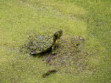 P1040487 Slider Turtle Covered with Duckweed