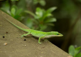 P1040511 Anole