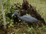 P1040591 Little Blue Heron