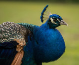 P1040080 Peacock